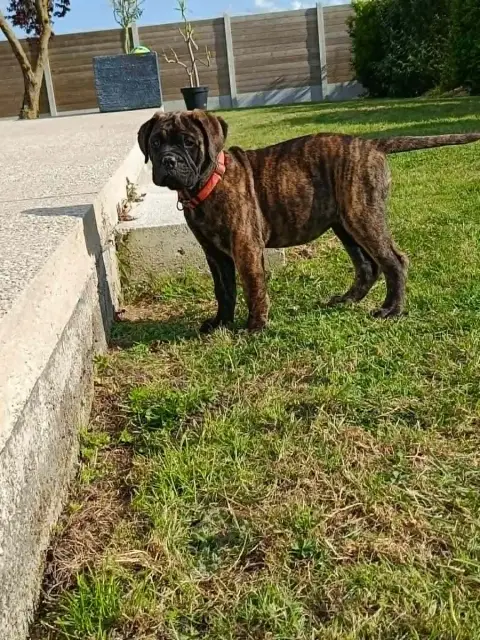 Bullmastiff  Bulma Du Domaine De Mc Queen