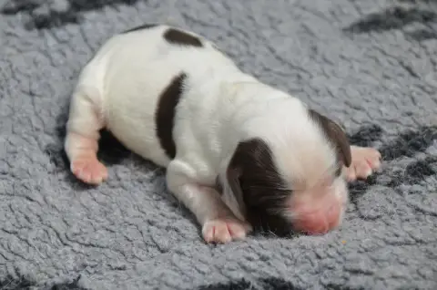 Cocker Spaniel Anglais  Chiot N°6 Chocolat Et Blanc D 466b3