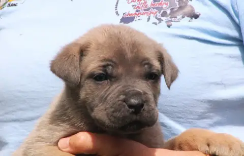 Cane Corso  Chiot N°1