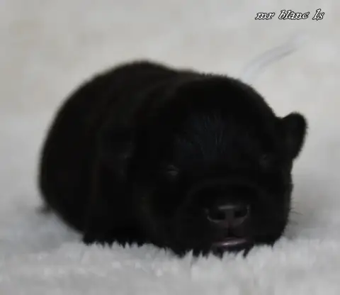 Eurasier  Chiot 4 Des Legendes De Retz photo 2
