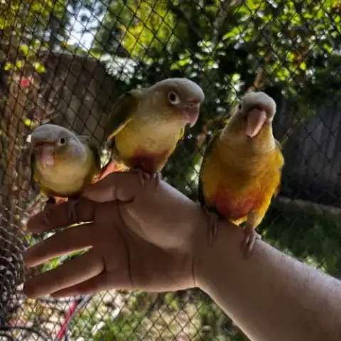 Conure Ananas Eam Apprivoisé 2026