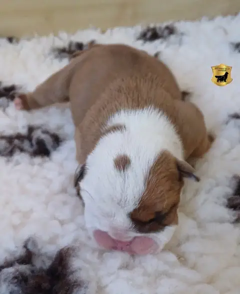 Bulldog Anglais  Biscuit photo 2