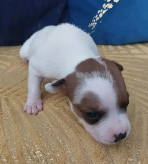Staffordshire Bull Terrier  Chiot N°4 De Karysha