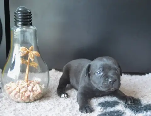 Staffordshire Bull Terrier  Femelle Collier Gris King 62473
