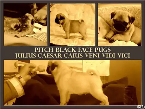 Carlin  Barnabe Des Petits Pugdingtons photo 3