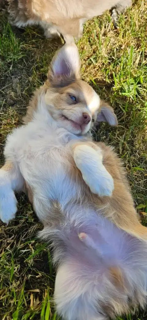 Chihuahua  Baloo Des Perles Du Plessis photo 3