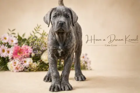Cane Corso  Collier Orange I Have A Dream