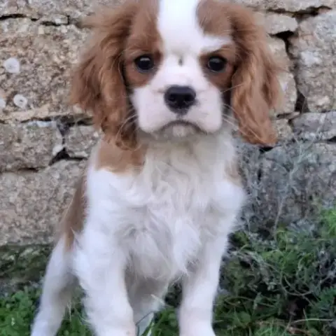Chiot Cavalier King Charles