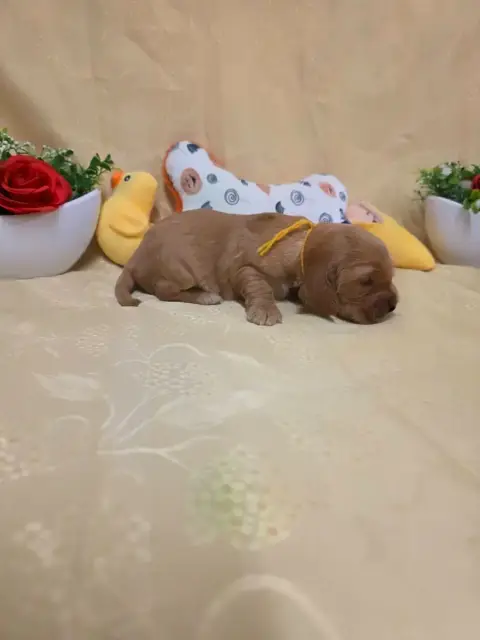 Cocker Spaniel Anglais 
                        B.... 8ee9e photo 3