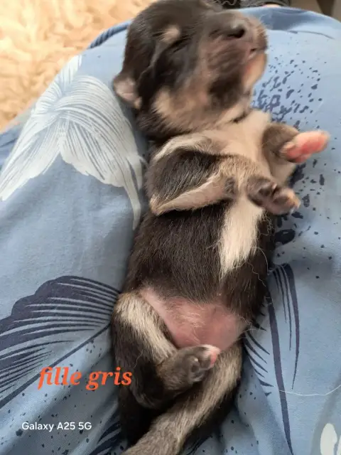 Chien Finnois De Laponie  Chiot Femelle Collier Gris  2c7e3