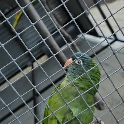 Couple Conure À Tête Bleu