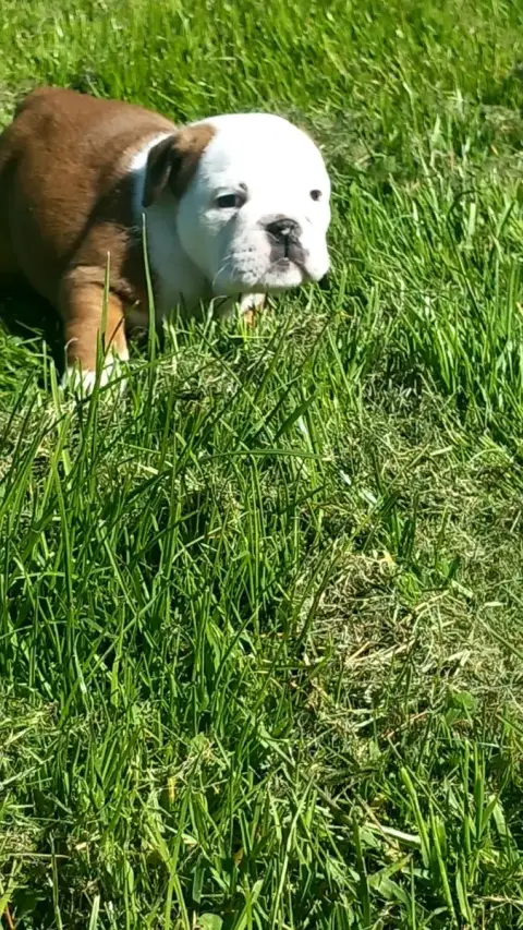 Bulldog Anglais  Chiot N°3 Stocky Family photo 2