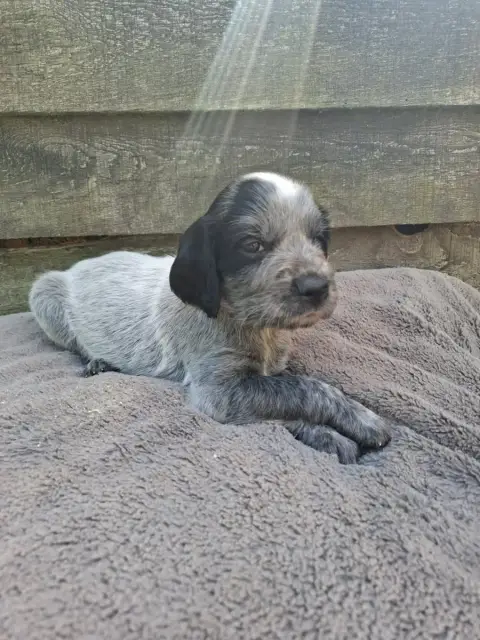 Epagneul Bleu De Picardie  Chiot N°1 Des Sources Du L d0567