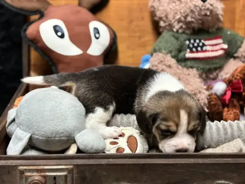 Beagle  Chiot N°3 Du Domaine Des Pattes Dorées photo 3