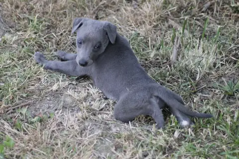 Whippet