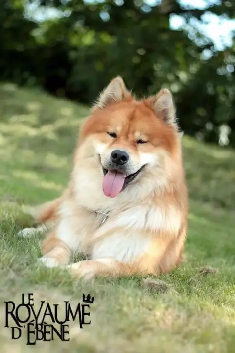 Eurasier  Monsieur 1 Des Gardiens D'Amarok photo 2