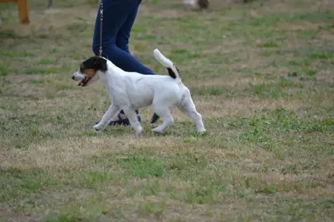Jack Russell Terrier  B... Des Adrilines D'Opale photo 3