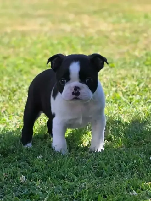 Boston Terrier  Bazouka Du Domaine De La Cour Souvera 8e831