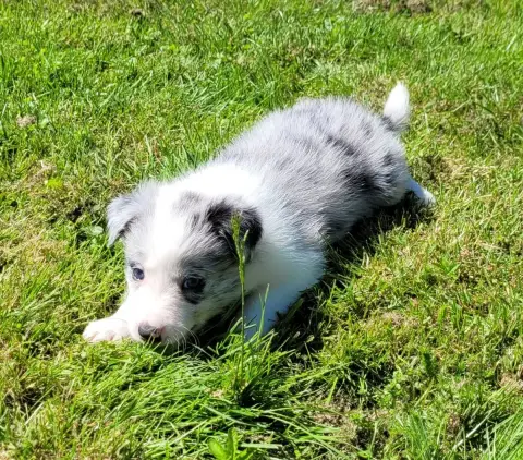 Border Collie photo 3
