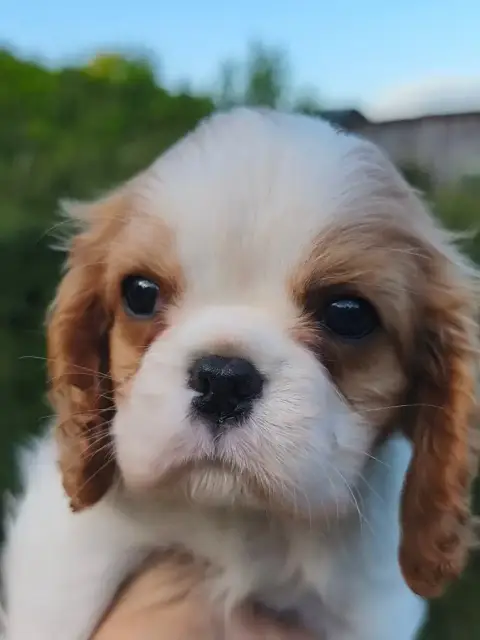 Cavalier King Charles Spaniel  Chiot N°2 Des Princes  a8328