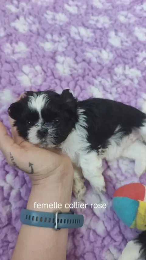 Shih Tzu  Collier Rose Des Amours D'Arelaune