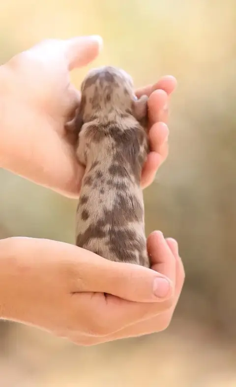 Teckel Poil Long 
                        Chiot 6 She 12bee photo 2