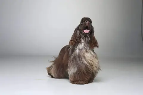 American Cocker Spaniel  B(Tricolore Chocolat / Rouan 9e697 photo 2