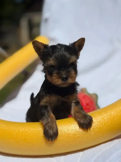 Yorkshire Terrier  Chiot N°4 Du Moulin De Madjurie photo 2