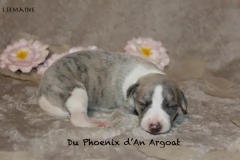 Whippet  Berlec Du Phoenix D'An Argoat photo 3