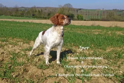 Epagneul Breton  Chiot 2 Du Clos Du Grand Lieu photo 2