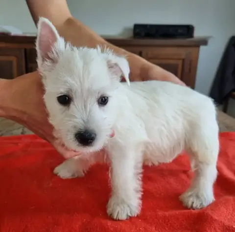 West Highland White Terrier  Chiot N°5 681 Des Hirond f62d6 photo 2