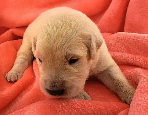 Golden Retriever  Balto photo 2