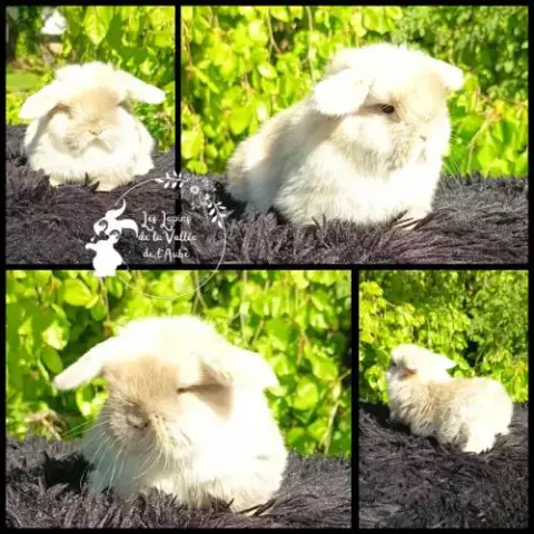 Bébé Lapin Minilop (Bélier Nain)