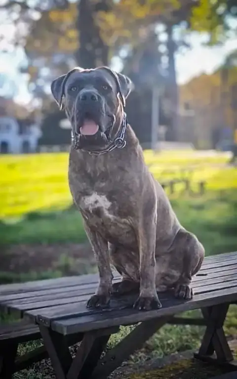 Cane Corso  Baya Vm L'Olympe Des Sentinelles Et Des C a4b7c