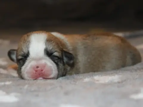 Welsh Corgi Pembroke  Chiot N°1 Du Clos D'Arlequin photo 2