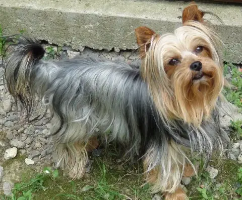 Yorkshire Terrier  Chiot N°1 Des Marais De Courmont 84052