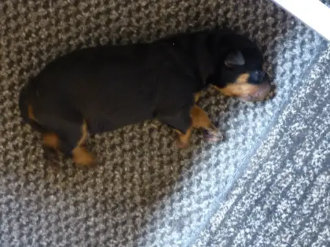 Berger De Beauce  Chiot 6 Du Royaume D'Elsa