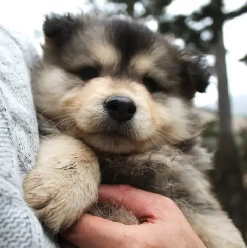 Chien Finnois De Laponie  Chiot N°2 Du Domaine Louchi 74780