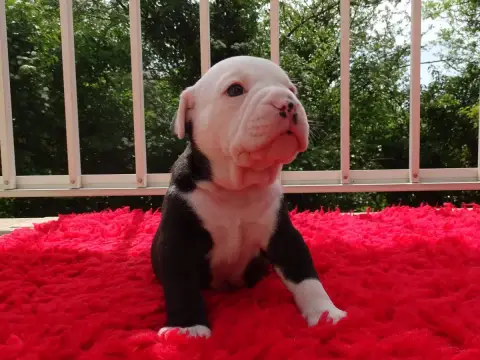 Bulldog Continental  Black Jack Du Mont De L'Aigle