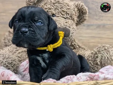 Cane Corso  Collier Jaune Taxi De La Treizieme Legion 95dff