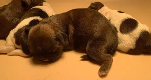 Shih Tzu  Bb3 D'Imperial Khan- photo 2
