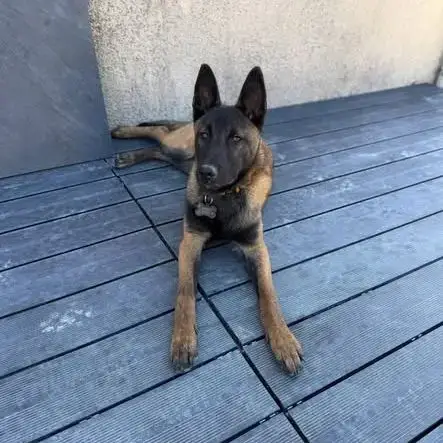 Chien Ares À L Adoption