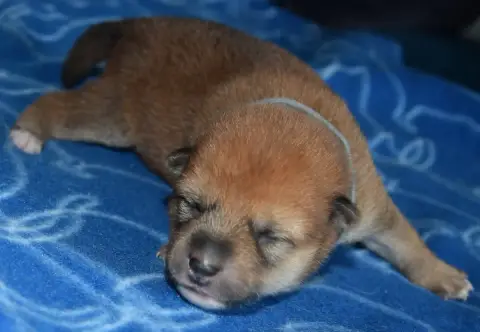 Shiba  Chiot N°1 Collier Gris