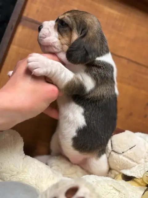 Beagle  Chiot N°4 Du Domaine Des Pattes Dorées photo 2