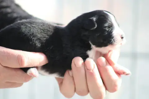 Berger Américain Miniature  Chiot 6 Des Romarins De M 357ae