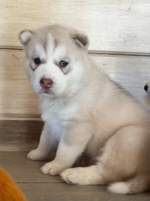 Siberian Husky  Baïkal De La Fleur De Lys De La Terno 6766b photo 3
