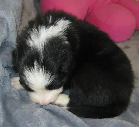 Border Collie  Chiot N°5 De La Vallee Du Douro