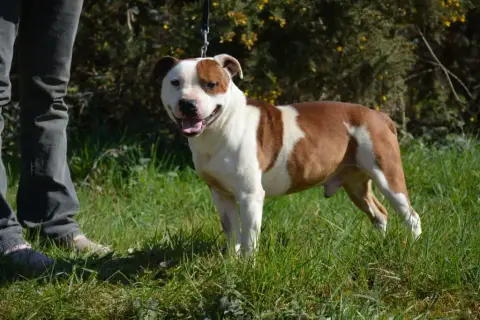 Staffordshire Bull Terrier  Chiot N°7 Des Terres De L 94b02 photo 2