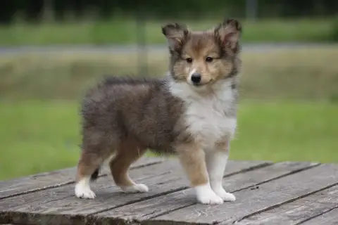 Shetland Sheepdog  Chiot N°1 De L'Angelarde photo 3