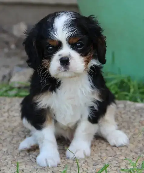 Cavalier King Charles Spaniel  Chiot N°3 Du Domaine D 21a80 photo 2